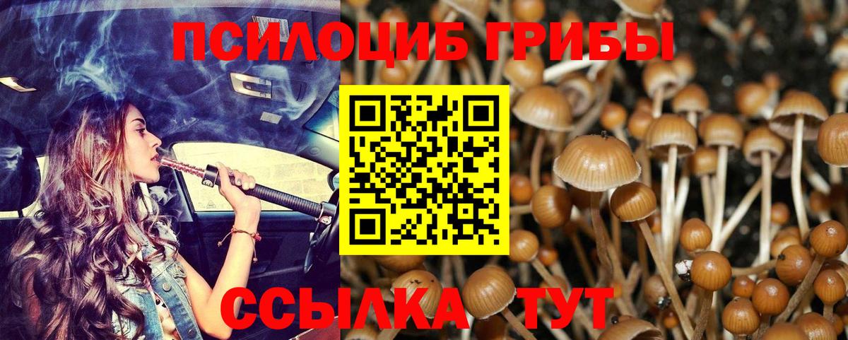 Псилоцибиновые грибы Psilocybe Нижнеудинск